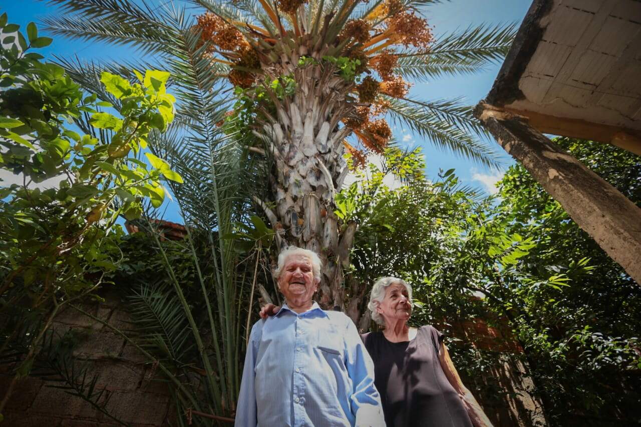 Há 30 anos, Yassine cultiva tamareira para manter tradição libanesa