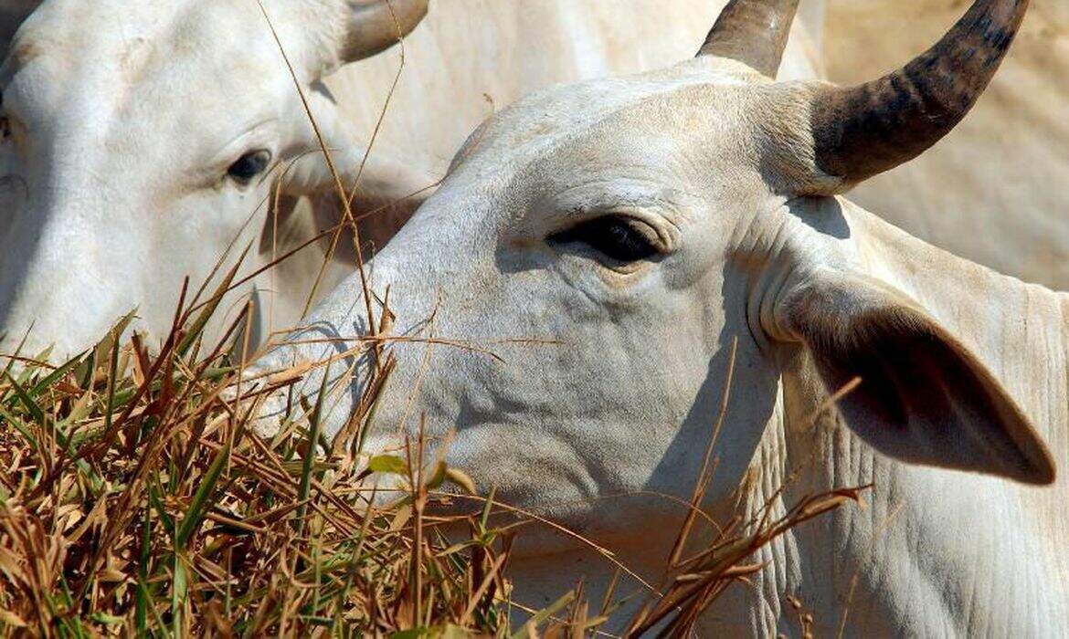 Mapa confirma caso de “mal da vaca louca” e suspende exportações para a China