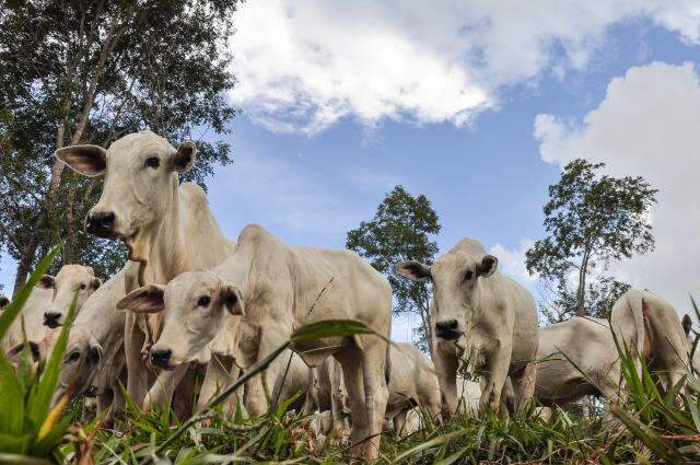 Embargo chin&ecirc;s &agrave; carne bovina vai impactar tr&ecirc;s frigor&iacute;ficos de MS 