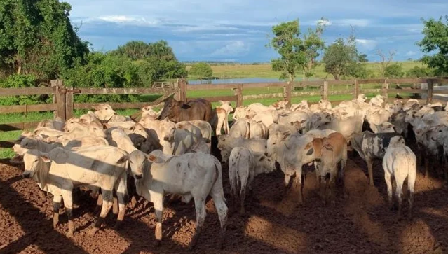 Avaliados em R$ 300 mil, bois roubados de fazenda s&atilde;o localizados em Goi&aacute;s 