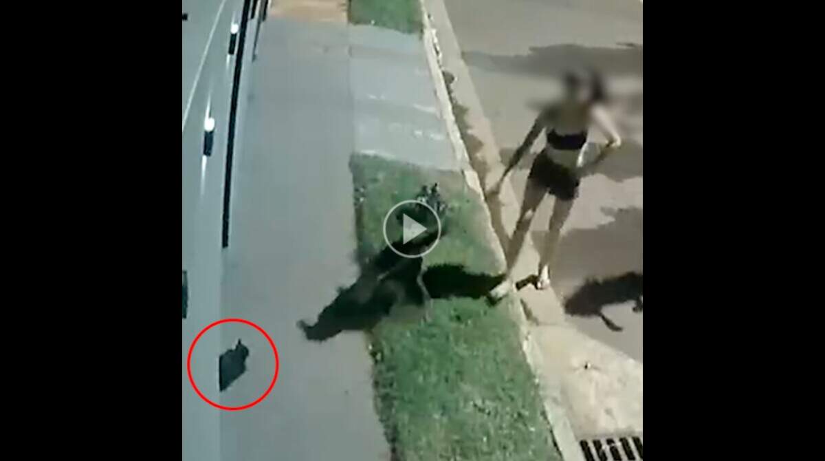 Pitbull ataca gato e causa confusão em Samambaia; veja vídeo