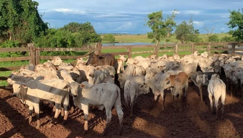 Avaliados em R$ 300 mil, bois roubados de fazenda são localizados em Goiás 