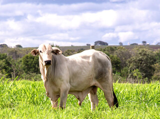 Bovino criado a pasto em propriedade rural brasileira; caso atípico de &#34;mal da vaca louca&#34; no Pará continua sob investigação. (Foto: Arquivo/Agência Embrapa)