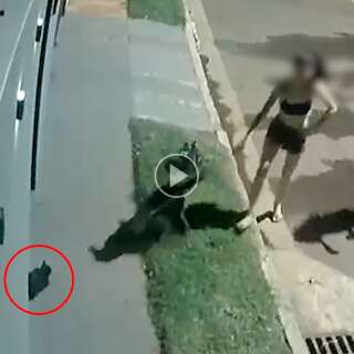 Câmera de segurança flagra pitbull atacando gato no Parque Dallas