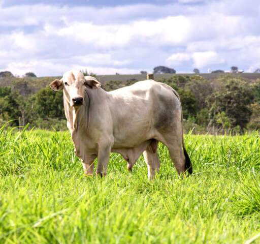 Sem China, pressão para derrubar arroba do boi gordo aumentará em MS