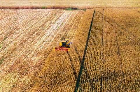 MS terá desafio de melhorar logística com aumento na produção de milho 