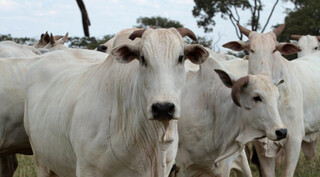 Rebanho bovino em propriedade sul-mato-grossense; setor pecuário já prepara-se para retração no mercado e queda nos preços. (Foto: Arquivo/Semadesc)