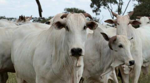 Governo estadual manifesta preocupação com embargo chinês à carne bovina
