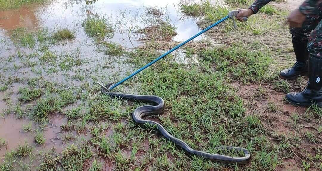 Sucuri verde é resgatada pelos bombeiros no quintal de casa em Goiás;  conheça a espécie, Goiás