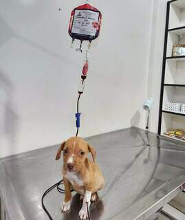 Cão recebendo sangue coletado pelo CHV (Foto: Divulgação/CHV)