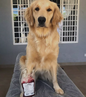 Cão doador de sangue pelo BSA (Foto: Divulgação/BSA)