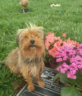 Aos domingos, cadela vai com a família ao cemitério visitar túmulo de Mário.  (Foto: Arquivo pessoal)