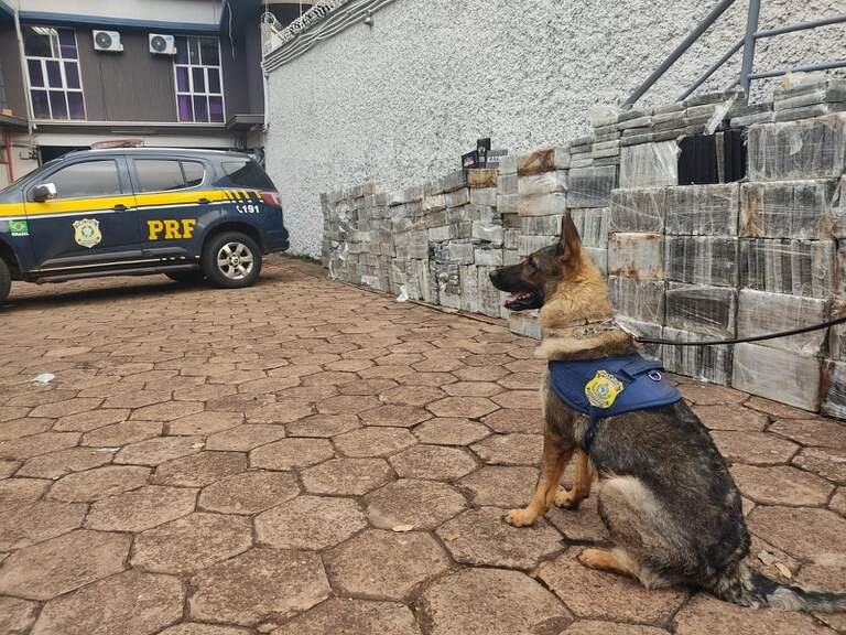 Cães de faro da PRF encontram 1,9 tonelada de cocaína em caminhão