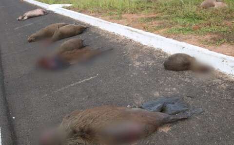  Família com 9 capivaras morre atropelada na BR-359 em Alcinópolis