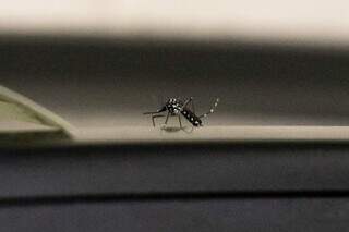 Mosquito Aedes aegypti, transmissor da chikungunya (Foto: Henrique Kawaminami)