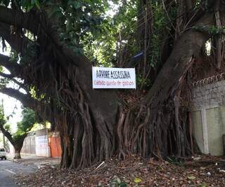 Moradores apelidaram a espécie de &#34;árvore assassina&#34; (Foto: Kísie Ainoã)