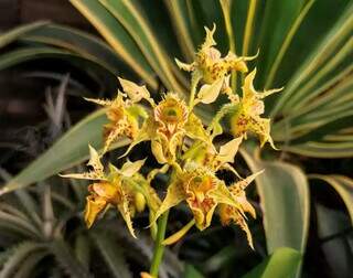 Orquídea Dendrobium polysema, que integra a coleção de Douglas. (Foto: Arquivo pessoal)