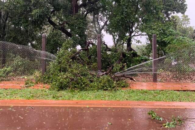 Chuva r&aacute;pida com granizo e vendaval atinge Parque dos Poderes e Nova Lima