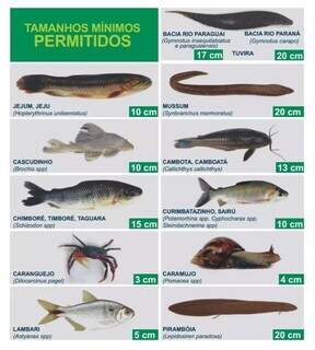 Tamanhos mínimos permitidos para pesca em MS. (Foto: Reprodução/Cartilha do Pescador)