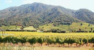 Descubre el lugar de donde nacen los mejores vinos de Chile – Lugares por Onde Ando