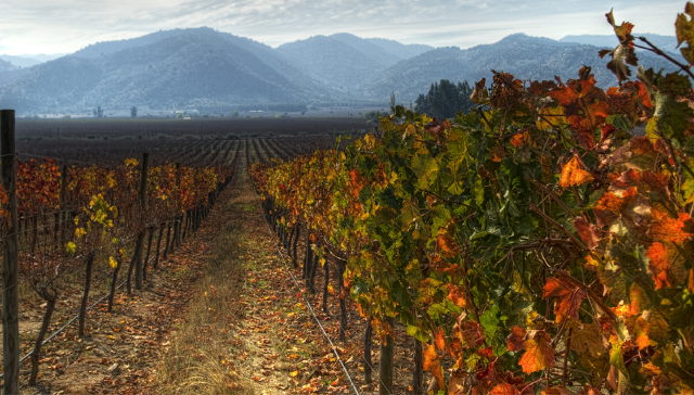 Conheça o lugar de onde vem os melhores vinhos do Chile
