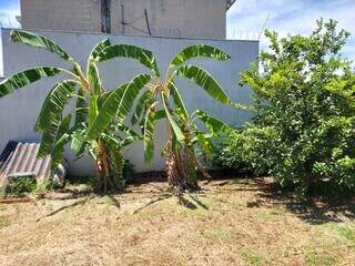 Terreno possui até bananeiras no quintal amplo. (Foto: Aletheya Alves)