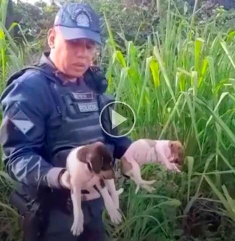 Filhotes de cachorros s&atilde;o encontrados chorando dentro de saco de estopa 