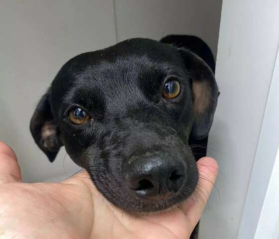 Com d&eacute;bito de R$ 5,2 mil, casal precisa de ajuda para tratar cachorra resgatada