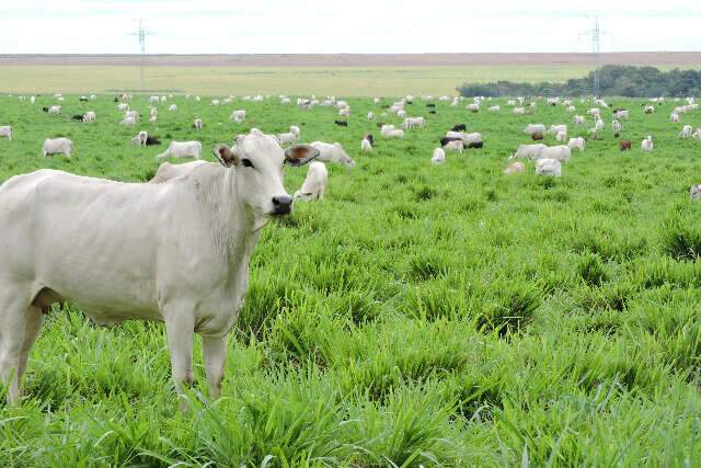 Mapa confirma que caso de "mal da vaca louca" no Pará é atípico