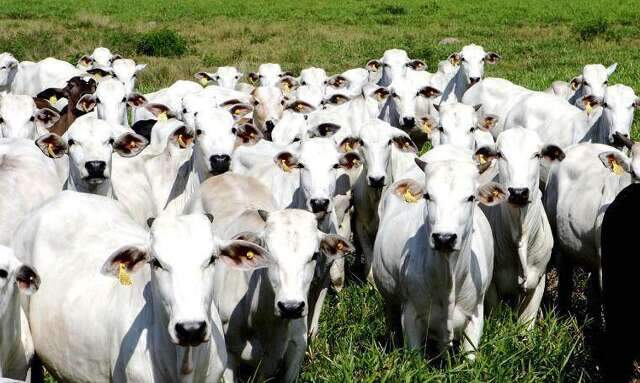 MS aguarda suspensão dos embargos à carne bovina brasileira