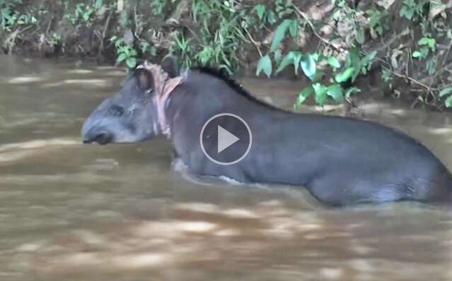 Anta &eacute; encontrada com corte profundo no pesco&ccedil;o no rio Aquidauana 