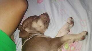 Com apenas três meses, filhote de pitbull era parte da família e dormia com os donos. (Foto: Direto das Ruas)