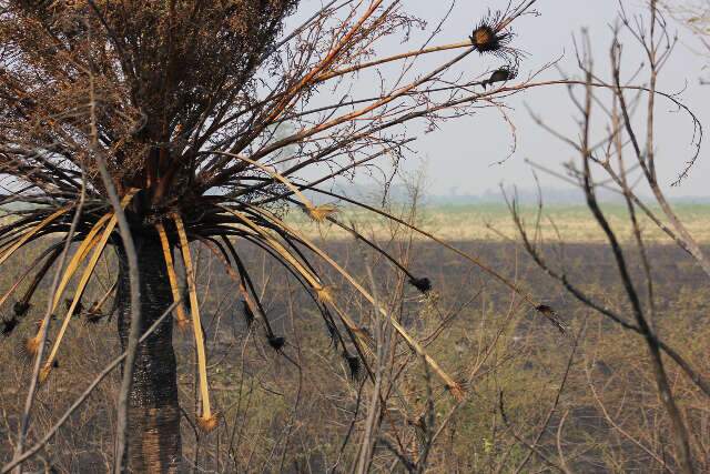 Mesmo com chuvas na regi&atilde;o do Pantanal, seca deve continuar