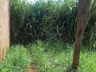 Terreno baldio se tornou transtorno para moradora do bairro Pioneiros. (Foto: Direto das Ruas)