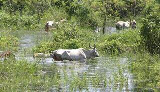 Gado bovino em fazenda no Pantanal, em foto tirada durante cheia de 2011. (Foto: Reprodução)