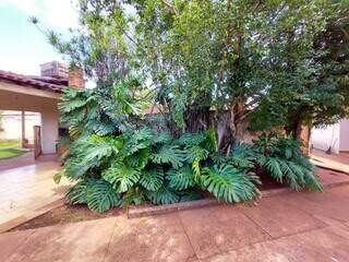 Árvore ao lado direito da imagem é o cocú, tradicional no Paraguai. (Foto: Aletheya Alves)