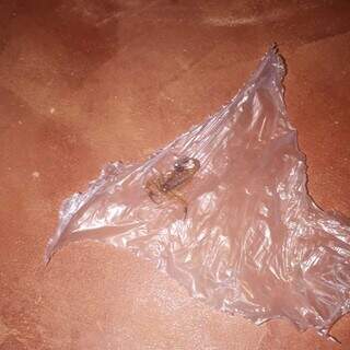 Escorpião encontrado em residência, no bairro Tijuca. (Foto: Direto das Ruas)