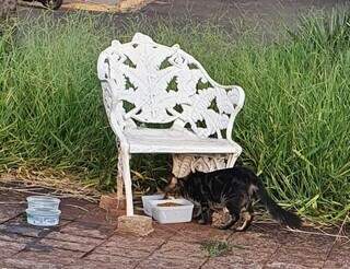 Um dos gatos que Patrícia alimenta na praça. (Foto: Arquivo pessoal)