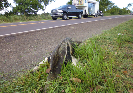 Acidentes em estradas de MS ameaçam sobrevivência de tamanduá-bandeira