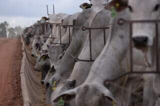 Bovinos engordados em sistema de confinamento. (Foto: Arquivo/PecPress)