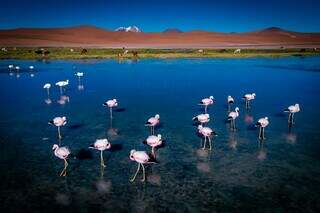 Flamingo em lago na região desértica do Chile, próximo a San Pedro do Atacama. (Foto: Luiz Felipe Mendes) 