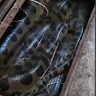 Sucuri gigante enrolada dentro de bueiro é o vídeo mais visto da semana 