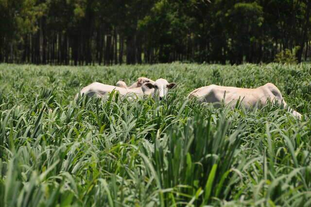 Embrapa Gado de Corte lança nova cultivar de capim na Dinapec