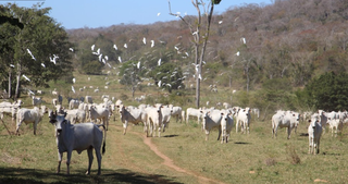 Cabeças de gado na Fazenda Santa Maria dividem bioma com fauna pantaneira, como as garças na imagem. (Foto: Google imagens/Caio Shiomi) 