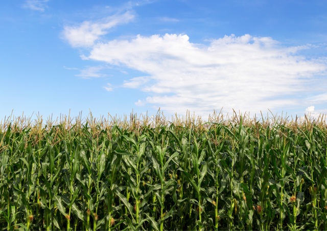 Produção do agro de MS deve crescer 10% e fechar 2023 em R$ 79 bilhões