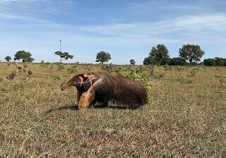 Tamanduá monitorado pelo projeto Bandeiras e Rodovias, do  Instituto de Conservação de Animais Silvestres, que estuda tamanduás no Cerrado sul-mato-grossense. (Foto: Icas) 