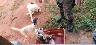 Cachorros em situação de maus-tratos, encontrados em chácara na Chácara dos Poderes (Foto: Divulgação/PMA)