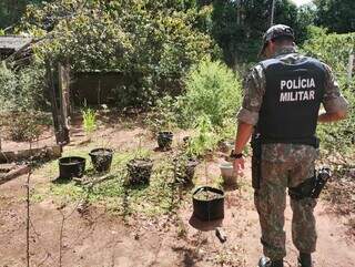 Vasos com maconha plantada, encontrados no quintal da chácara (Foto: Divulgação/PMA)