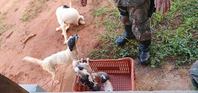 Pol&iacute;cia Ambiental encontra sete cachorros v&iacute;timas de maus-tratos