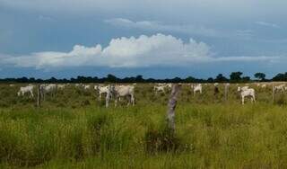 Fazenda quer expadir pecuária e substituir pastagem nativa do Pantanal por braquiária. (Foto: RIMA)